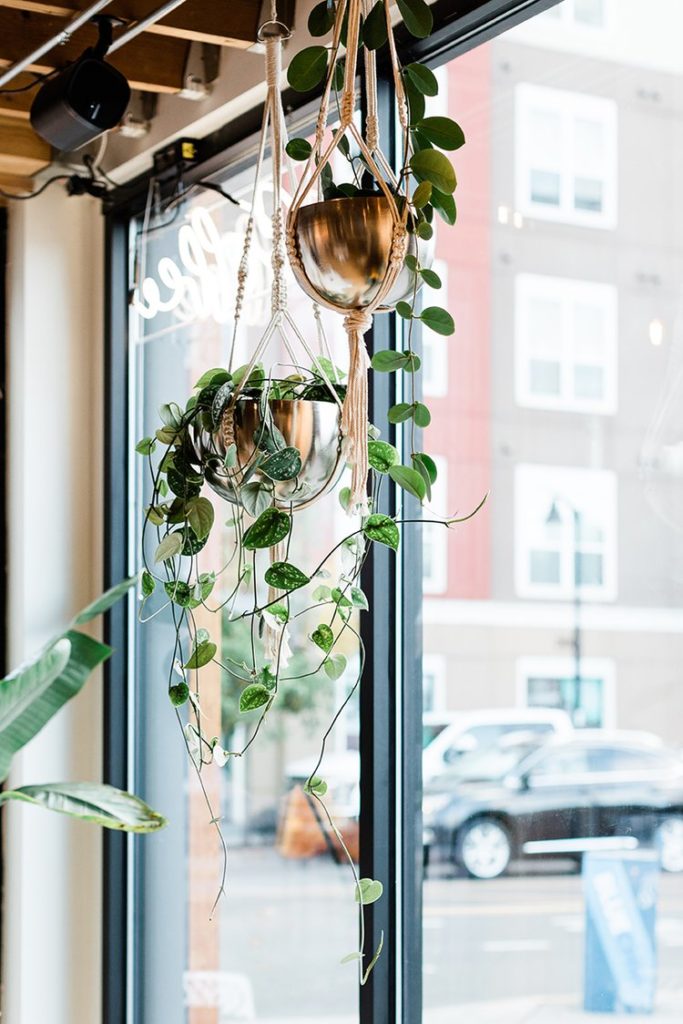 plant hanging in gold pot next to big open window in local business window